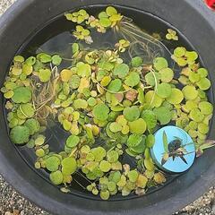 水草、針子