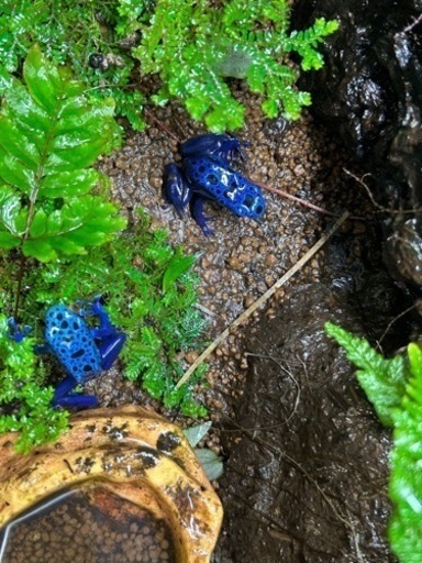 ヤドクガエル コバルトヤドクガエルアズレウスペア