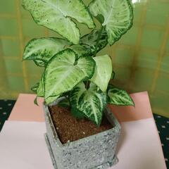 観葉植物　ハート型の葉が美しいシンゴニウム　NO２　キャンペーン...