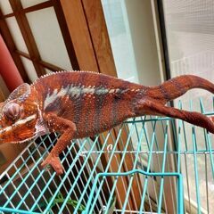 カメレオンケージ 4242