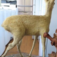 バンビー小鹿 LEZYNE POCKET DRIVE HV | COMPACT MOUNTAIN AND GRAVEL BIKE HAND PUMP