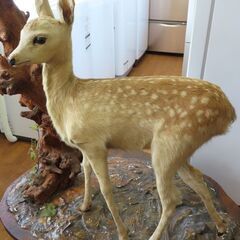 ♪子鹿 バンビ 剥製 小鹿 腹子 札幌♪