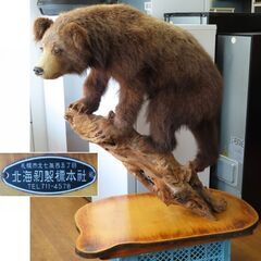 ♪北海剥製標本社 小熊 剥製 子熊 札幌♪
