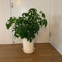 取引中⭐︎観葉植物　カポック