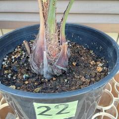 22 ココスヤシ ユッカロストラータ 2鉢