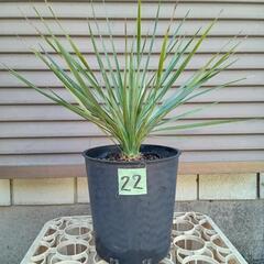 22 ココスヤシ ユッカロストラータ 2鉢