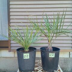 ユッカ ロストラータ2 ユッカ ロストラータ2 heads-rostrata‼️