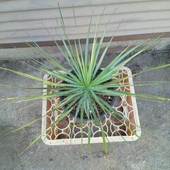 22 ココスヤシ ユッカロストラータ 2鉢