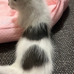 ハートが3つ❤️ ハンデ子猫 − 栃木県