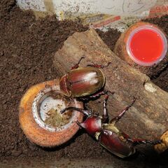 カブトムシ幼虫