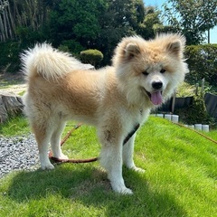 秋田犬2歳です！の画像