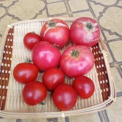 家庭菜園　無農薬　トマト10個