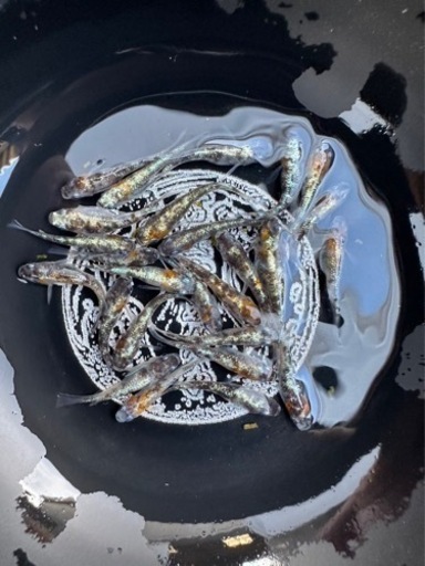 富士宮めだか　WI-03 めだか　成魚　産卵中1ペア