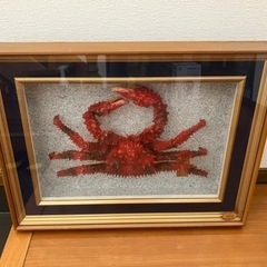 花咲ガニのはくせい