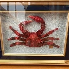 花咲ガニのはくせい