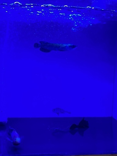 ノーザンバラムンディ　ベビー