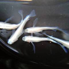 松井鰭長　１０匹　幼魚
