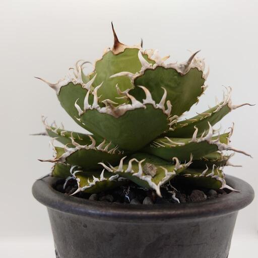 アガベ チタノタ フィリグリー 圓葉拇指 親株 貴重