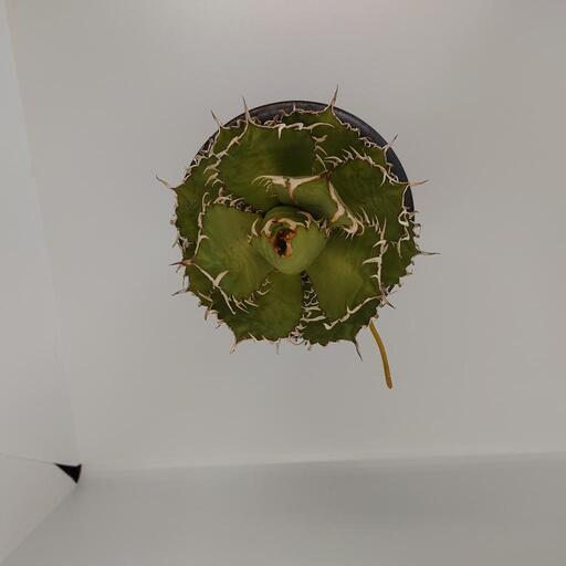 アガベ チタノタ フィリグリー 圓葉拇指 親株 貴重