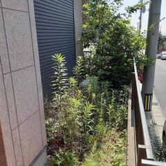 草刈りやります