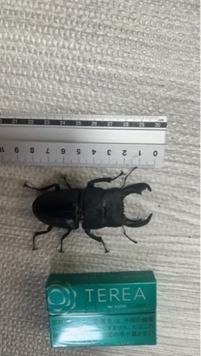 各種クワガタ　各々で金額変わります。