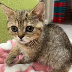 マンチカン子猫　男の子里親募集中