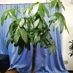 観葉植物 パキラ  8/1植え替えしました。