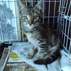 キジトラ トラネコ メス猫 3ヶ月 − 茨城県