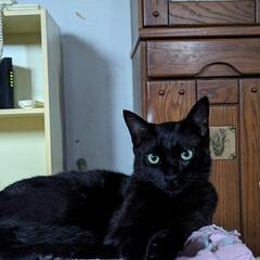 １歳くらいの黒猫です！