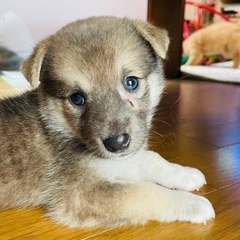 可愛らしい子揃いました！☆ピーちゃん　メス　１ヶ月