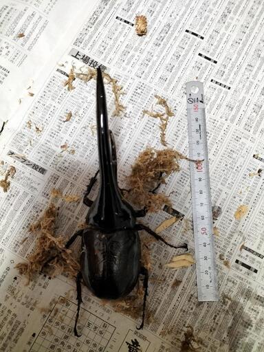ヘラクレスオオカブト♂単品　約160ｍｍ
