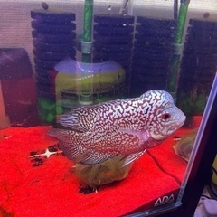 フラワーホーンカムファ f2 14cmほど