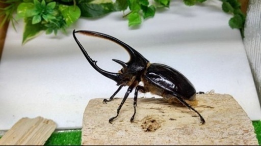 ネプチューンオオカブトペア※クワカブの交換または買取でお取引させていただきたいです。