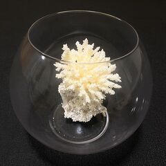サンゴ　テーブルサンゴ　アクアリウム　テラリウム　珊瑚　水槽　熱帯魚