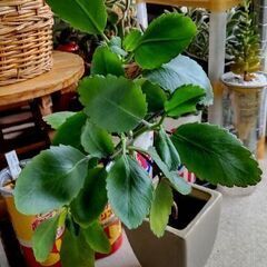 【多肉植物】カランコエ属『マザーリーフ－幸運の葉っぱー』(水耕栽...