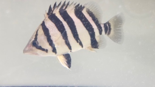 ダトニオプラスワン　熱帯魚　引き取り