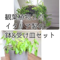 【総額約12,000円で購入】観葉植物２点♥️イタリア製の鉢&受...