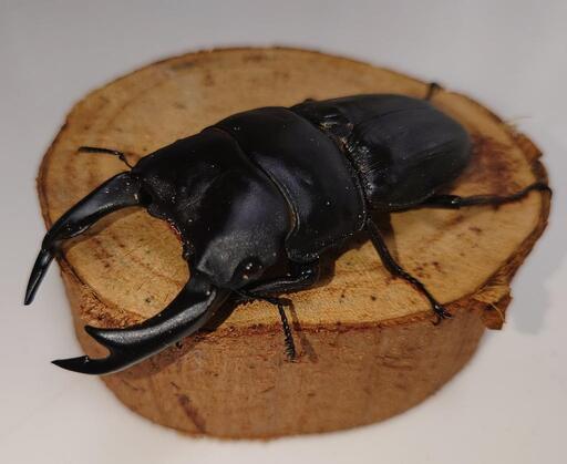 オオクワガタ 能勢SR血統 ♂84mm×♀52mmペア