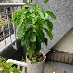 観葉植物　コーヒーの木　シュガーバイン