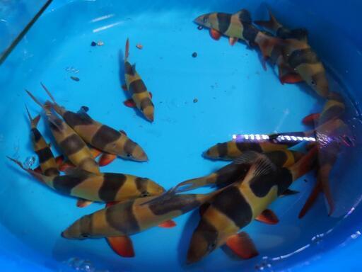最終値下げ　クラウンローチ　クラウンローチ13匹まとめて　熱帯魚　引き取り限定\n