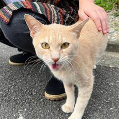 ★茶トラ成猫里親募集中★