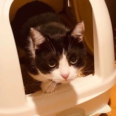 ネコのトイレ