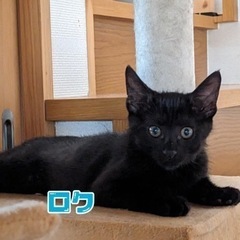 生後3ヶ月の3にゃん🐾