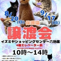 8月20日(日) 保護猫の譲渡会🐈