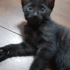 2ヶ月の黒子猫