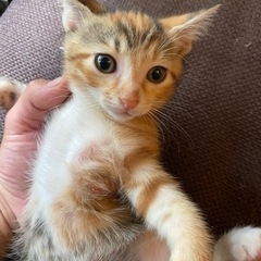 三毛猫ちゃん　甘えんぼうでとても元気な子です。