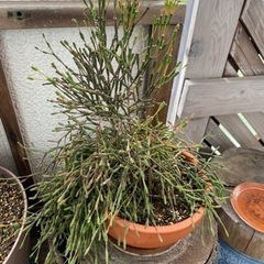 多肉植物　リサリプス