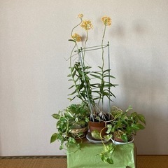 受渡し完了、ありがとうごさいました。植物(蘭、ポトス)