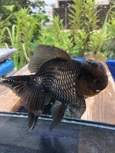 青文魚　3歳魚　雄個体