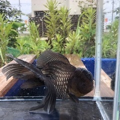 青文魚 3歳魚 雄個体